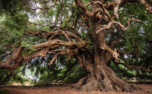 ALBERI MONUMENTALI: COLDIRETTI PUGLIA, SONO 216 IN PUGLIA CENSITI IN ‘ALBO VERDE NAZIONALE’; SOS PIANA ULIVI MILLENARI PER XYLELLA