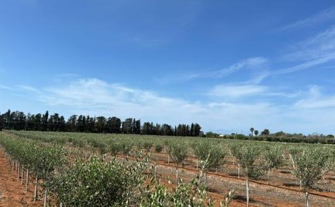 GIORNATA ULIVI: COLDIRETTI PUGLIA, GIÀ 100MILA PIANTE LECCIANA E LECCIO DEL CORNO PER RINASCITA SALENTO CON POLO SPECIALISTICO ANTIXYLELLA