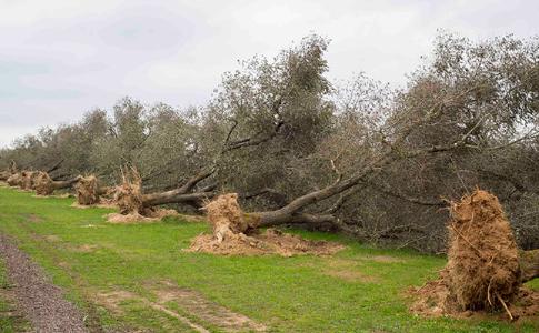 IL COMUNE DI VEGLIE DONA PIANTE DI ULIVO RESISTENTI ALLA XYLELLA PER DARE NUOVA VITA ALLE CAMPAGNE