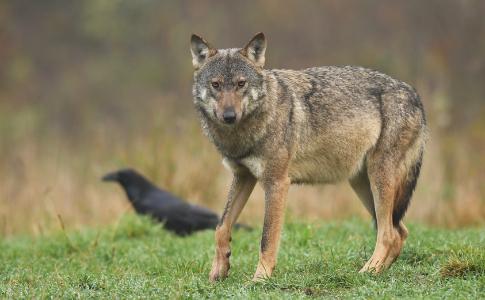 LUPO: ORA SALVIAMO PECORE ASINI E AGNELLI; IN PUGLIA PICCHI DENSITÀ CON 6 LUPI PER 100 KM2